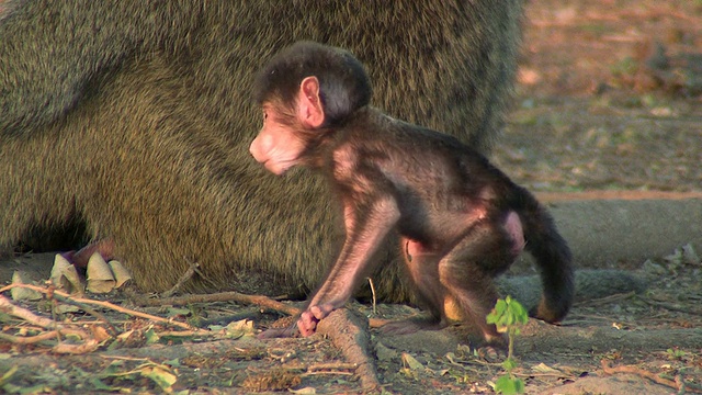 婴儿baboon_Pavian_Baby4视频素材