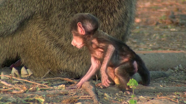 婴儿baboon_Pavian_Baby5视频素材