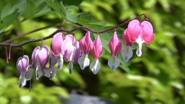 高清:花视频素材