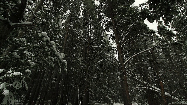 约塞米蒂国家森林降雪视频素材