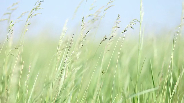 野草视频素材