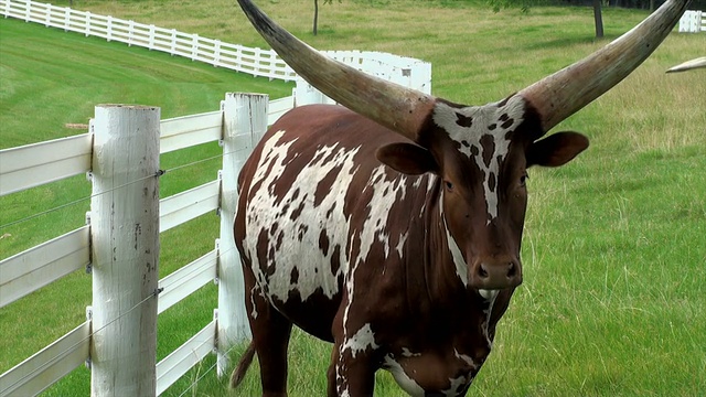 Longhorn大人物视频素材