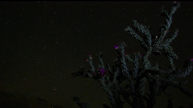 夜景摄影车，星星和仙人掌视频素材