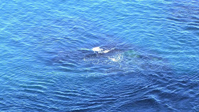 高清:海浪和石头(视频)视频素材