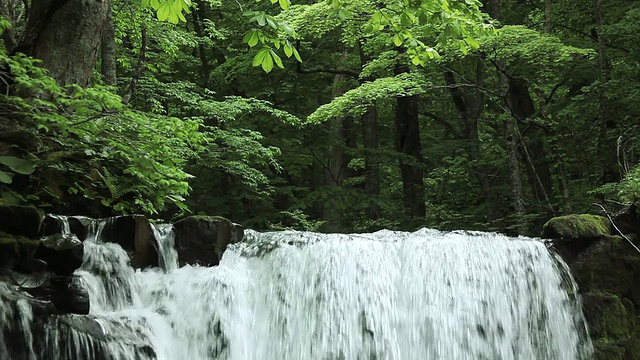 绿林溪流视频素材