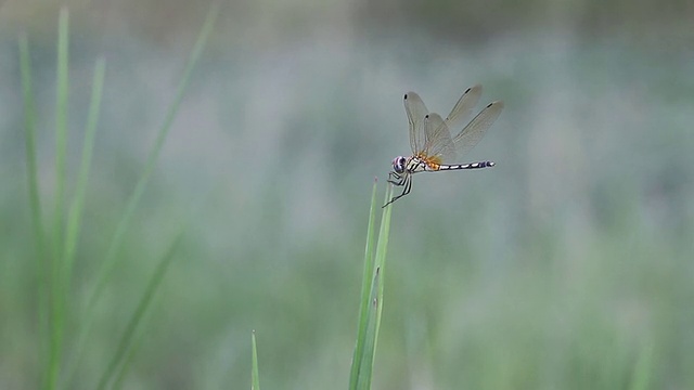 蜻蜓视频素材