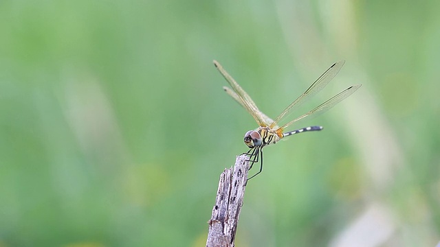 蜻蜓视频素材