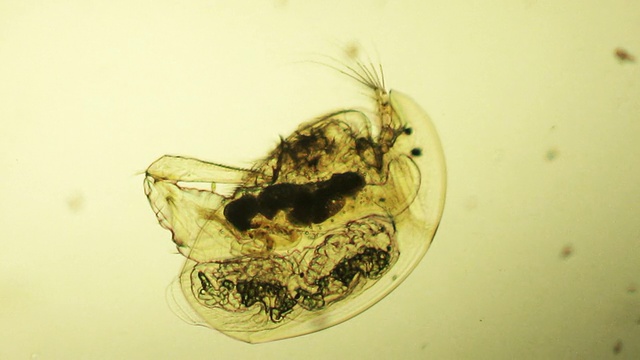水蚤显微照片视频素材