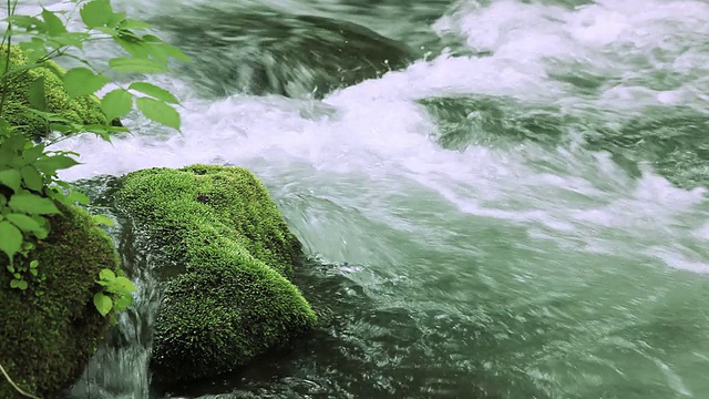 绿林溪流视频素材