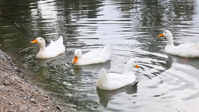 白色的鸭子在湖里游泳视频下载