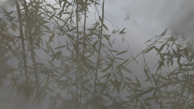 湖边植物的特写镜头视频下载