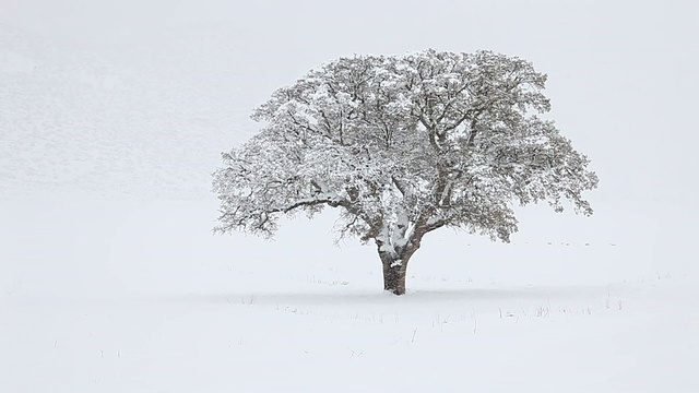 雪中的橡树视频下载