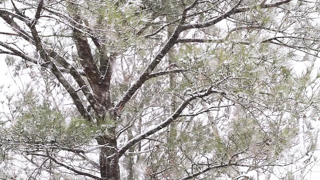 一场暴风雪中的松树视频下载