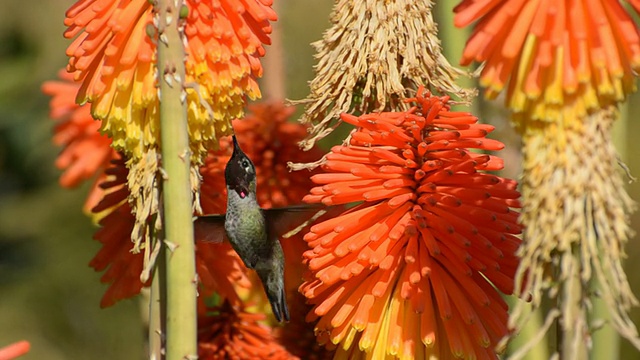 安娜的蜂鸟，Calypte Anna，正在吃Kniphofia视频素材