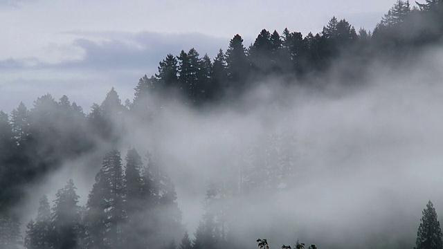 滚动森林Cloudscape视频下载