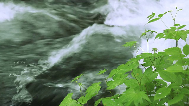 绿色流。视频素材