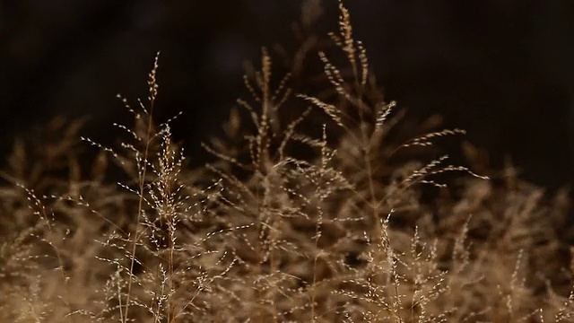 近盘观赏草视频素材