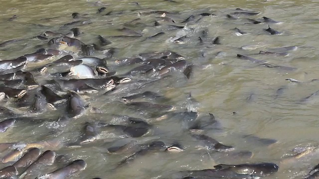 鲶鱼喂养视频素材