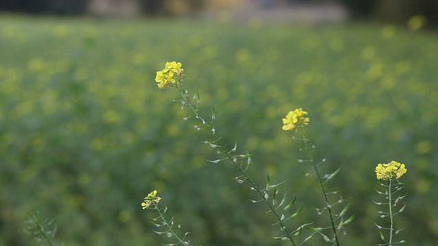 油菜籽花视频素材