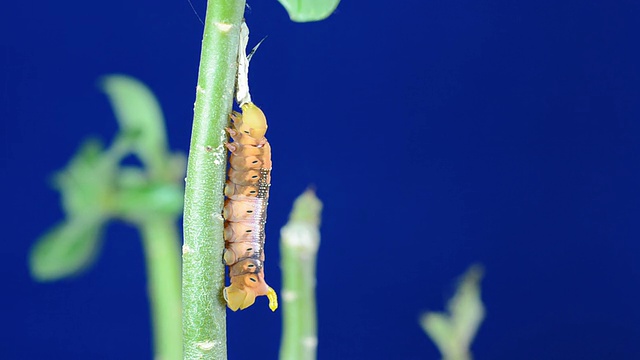 蠕虫视频素材