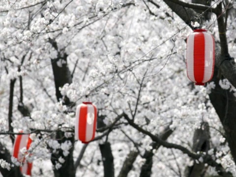 NTSC:日本樱花迎风飘扬的灯笼(视频)视频素材