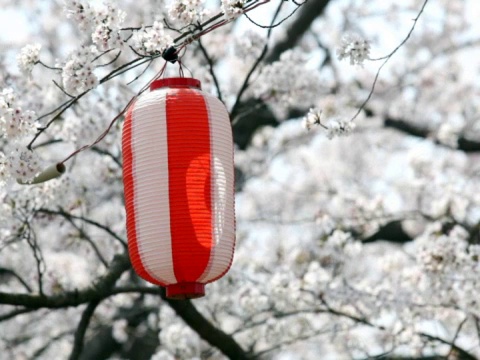 日本樱花迎风飘扬的灯笼(视频)视频素材