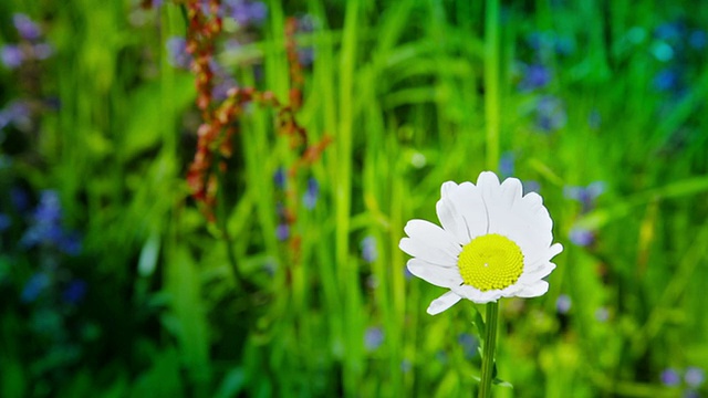 高清:雏菊花视频素材