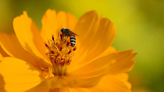 宇宙花和蜜蜂。视频素材