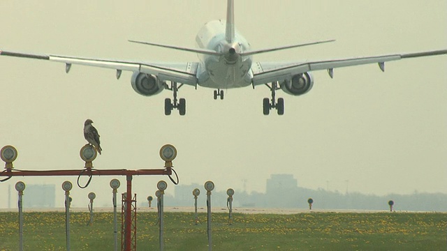 巴西航空工业公司(Embraer)的喷气式飞机降落和一架鹰式飞机视频素材