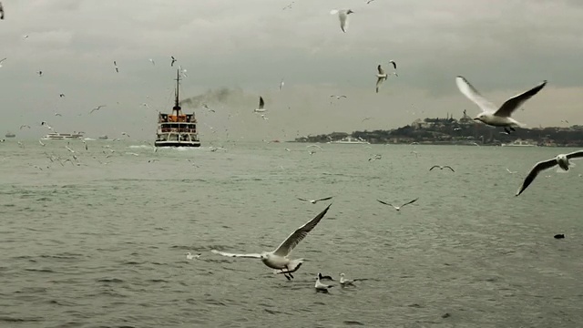 海鸥在横跨博斯普鲁斯海峡视频下载