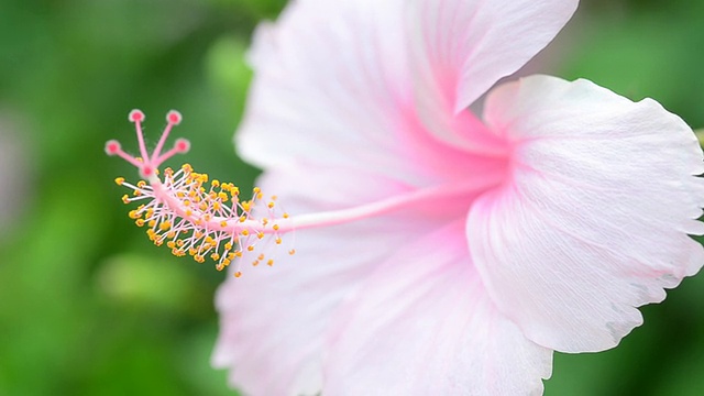 近距离的粉红色芙蓉视频素材