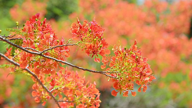 皇家凤凰树花视频素材