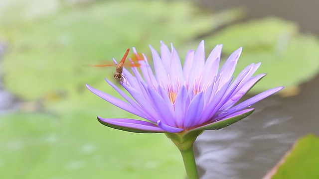 红色的蜻蜓视频素材