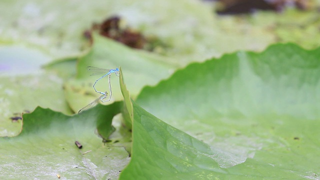 蓝色的蜻蜓视频素材