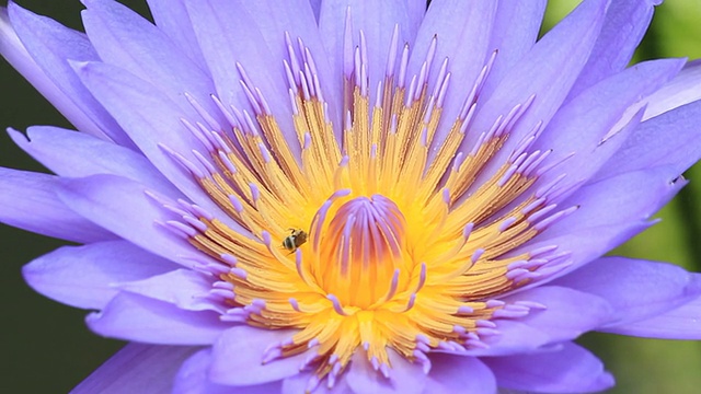 蜜蜂在lotus视频素材