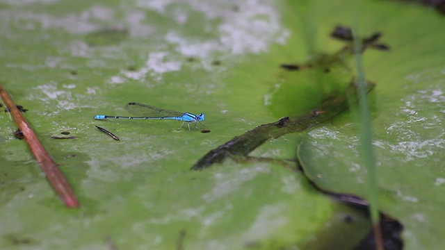 蓝色的蜻蜓视频素材