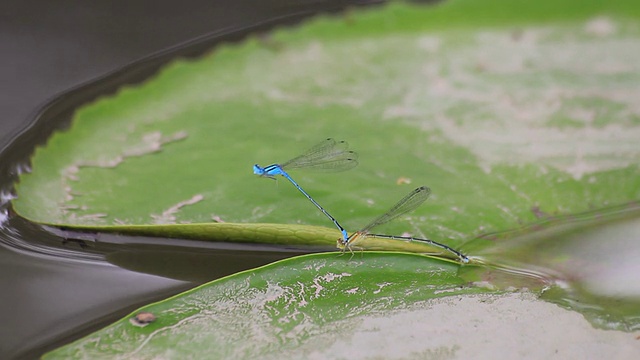 蓝色的蜻蜓视频素材