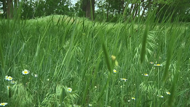 特写绿草视频素材