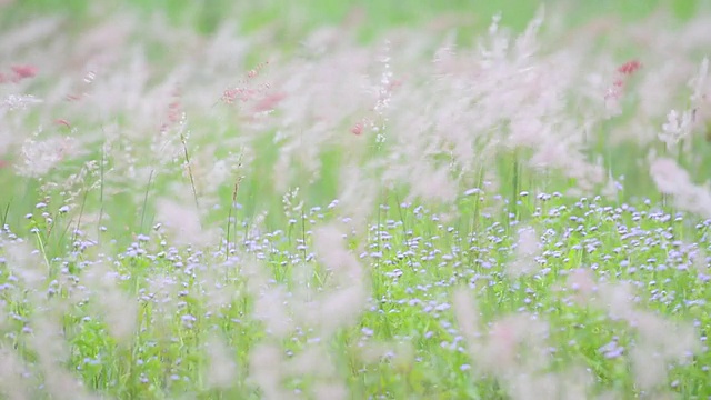 草在风中飘扬视频素材