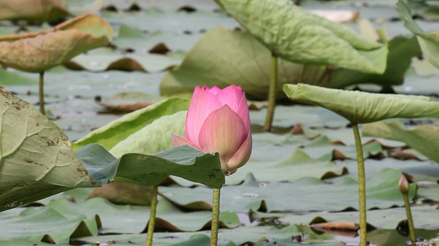 湖里的荷花视频素材