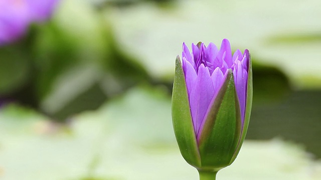 紫色的莲花视频素材