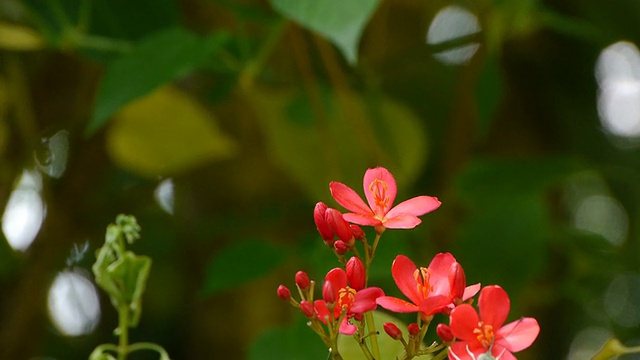 蝴蝶和花朵视频素材