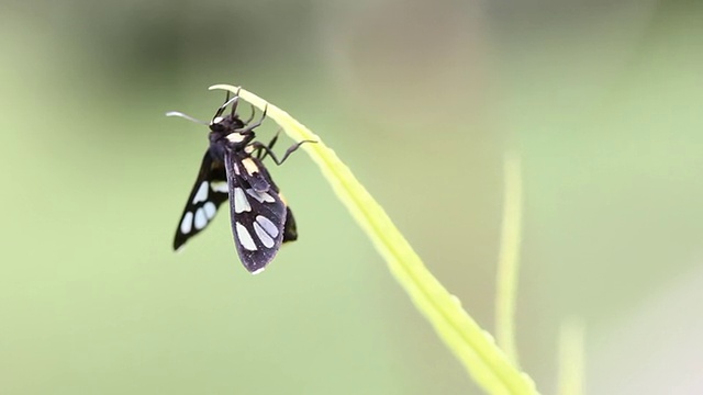 草钻视频素材