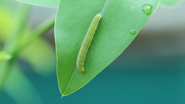 毛毛虫视频素材