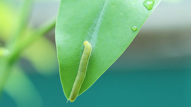 毛毛虫视频素材