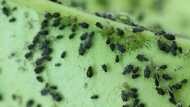 桔子树叶子底部的蚜虫。视频素材