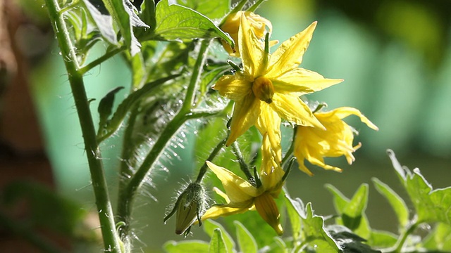 背光番茄花视频下载