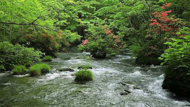 绿色流。视频素材