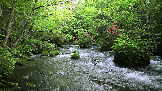 绿色流。视频素材