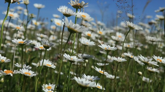 野雏菊。视频素材